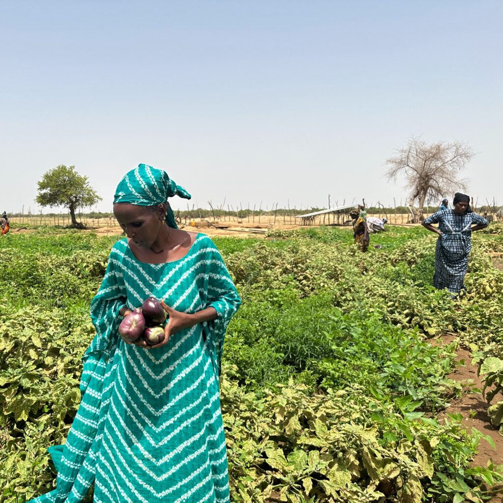 Projet agriculture Salsabil